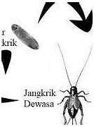 Jangkrik Termasuk Hewan Metamorfosis Apa